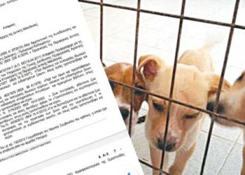 «Σφραγίζονται» δύο παράνομα καταφύγια ζώων στο «Κουρί» και το Ανατολικό Εορδαίας –	Με απόφαση της Δ/νσης Κτηνιατρικής, μετά από καταγγελία της Ομοσπονδίας Ζωοφιλικών Σωματείων Ελλάδας