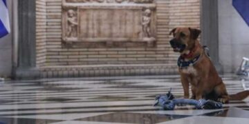 Έτοιμο το σπιτόσκυλο του Πίνατ – Το έφτιαξαν κρατούμενοι των φυλακών Αλικαρνασσού (ΒΙΝΤΕΟ)