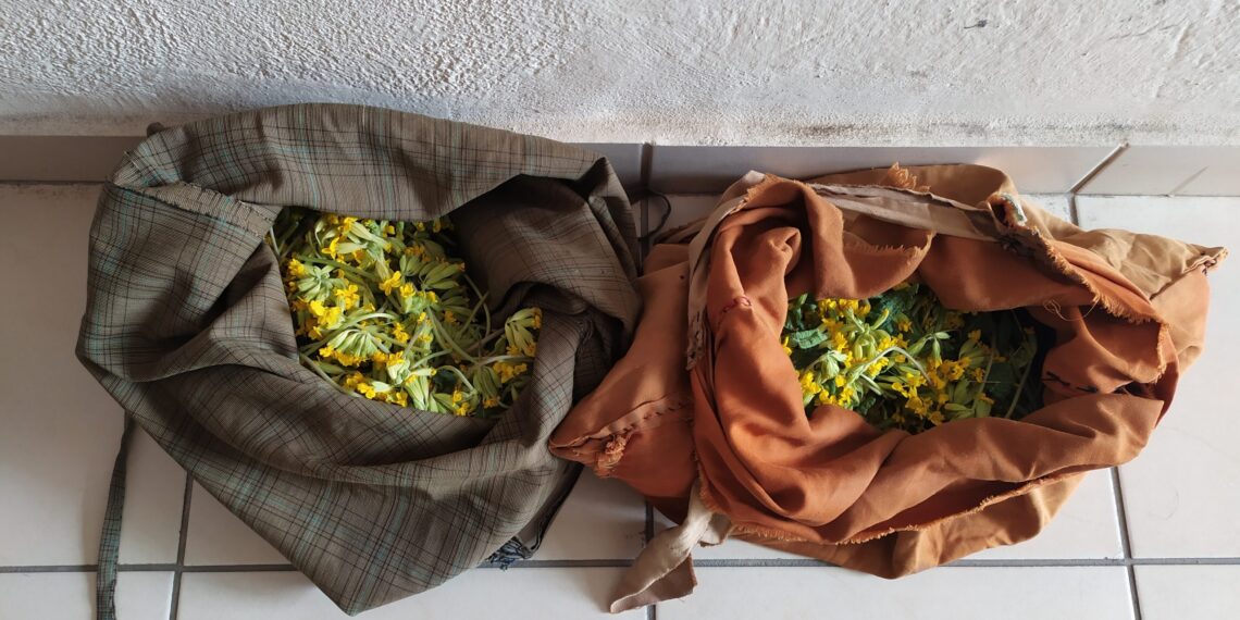 Σύλληψη δύο ατόμων σε περιοχή του ορεινού όγκου της Καστοριάς για παράνομη συλλογή ποσότητας αρωματικού-θεραπευτικού φυτού συνολικού βάρους -1- κιλού και -590- γραμμαρίων