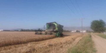 Ξεκίνησε ο ΘΕΡΙΖΟΑΛΩΝΙΣΜΟΣ στον κάμπο της Εορδαίας! (της Κούλας Πουλασιχίδου)