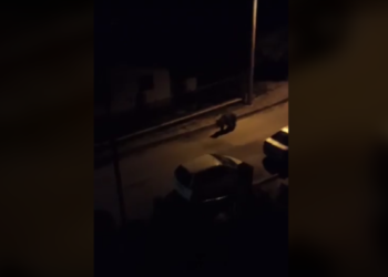 Κόβει (πάλι) βόλτες στη Χλόη η αρκούδα – Βίντεο