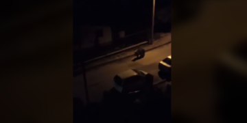 Κόβει (πάλι) βόλτες στη Χλόη η αρκούδα – Βίντεο