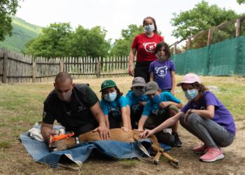 ΑΡΚΤΟΥΡΟΣ:Επανένταξη στη φύση για δύο ορφανά ζαρκάδια