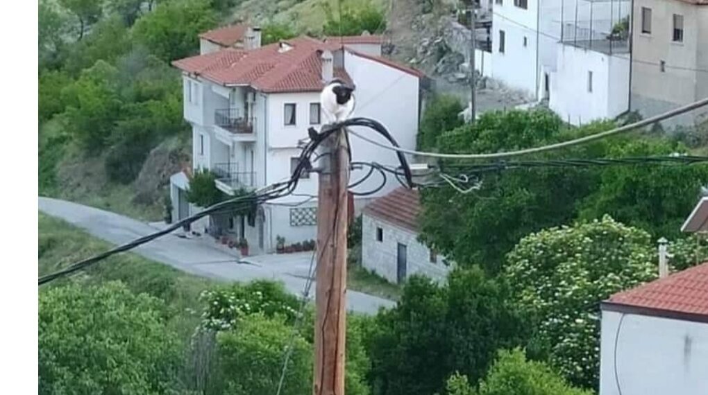 Σιάτιστα: Δείτε που ανέβηκε η γάτα!! Επιχείρηση διάσωσης