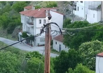 Σιάτιστα: Δείτε που ανέβηκε η γάτα!! Επιχείρηση διάσωσης