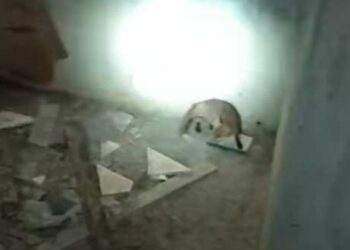 Απεγκλωβισμός μικρής αλεπούς στην Καστοριά (βίντεο)