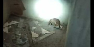 Απεγκλωβισμός μικρής αλεπούς στην Καστοριά (βίντεο)