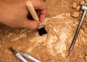 Εορδαία: Το χωράφι που ίσως κρύβει αρχαίους «θησαυρούς»