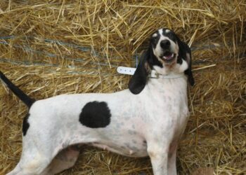 Πυροβόλησε δάσκαλο από την Φλώρινα και τον άφησε ανάπηρο για έναν σκύλο σπάνιας ράτσας