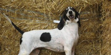 Πυροβόλησε δάσκαλο από την Φλώρινα και τον άφησε ανάπηρο για έναν σκύλο σπάνιας ράτσας