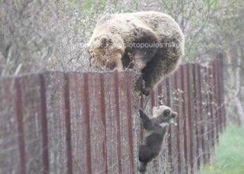 Καστοριά: Όταν η αρκούδα με το μικρό αρκουδάκι σκαρφαλώνουν το φράχτη για να φάνε καρπούς από δέντρα-ΦΩΤΟ