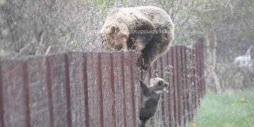 Καστοριά: Όταν η αρκούδα με το μικρό αρκουδάκι σκαρφαλώνουν το φράχτη για να φάνε καρπούς από δέντρα-ΦΩΤΟ