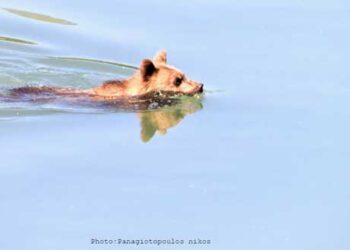 Καστοριά: Όταν η νεαρή αρκούδα δεν αντέχει τον καύσωνα και βουτάει για το μπανάκι της στη λίμνη!