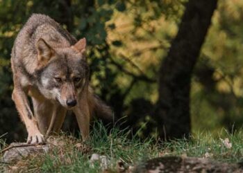 ΑΡΚΤΟΥΡΟΣ: Ανοιχτό εκ νέου για ξεναγήσεις το Καταφύγιο του Λύκου