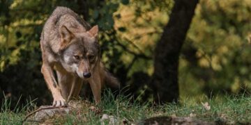 ΑΡΚΤΟΥΡΟΣ: Ανοιχτό εκ νέου για ξεναγήσεις το Καταφύγιο του Λύκου