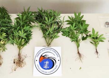 Συνελήφθη 51χρονος σε περιοχή της Πτολεμαΐδας για καλλιέργεια δενδρυλλίων κάνναβης