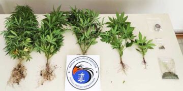 Συνελήφθη 51χρονος σε περιοχή της Πτολεμαΐδας για καλλιέργεια δενδρυλλίων κάνναβης