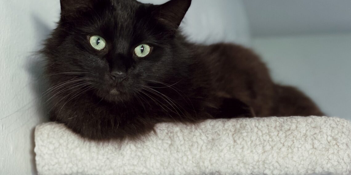 Ονυχοδρόμιο γάτας: 4 πράγματα να σκεφτείτε