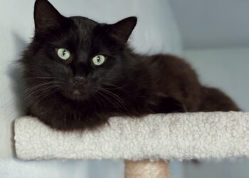 Ονυχοδρόμιο γάτας: 4 πράγματα να σκεφτείτε