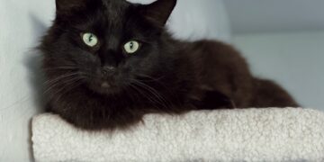 Ονυχοδρόμιο γάτας: 4 πράγματα να σκεφτείτε