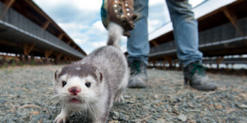 Νέοι ένοικοι στα «Ηπειρώτικα» της Κοζάνης- Φωνάζουν για τα μινκ οι κάτοικοι της περιοχής- «Δε θέλουμε να τα δούμε μέσα στο σπίτι μας»