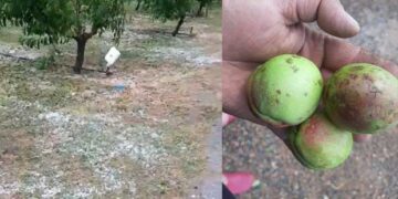 Βελβεντό: Ό,τι άφησε η παγωνιά, το χτύπησε το χαλάζι- VIDEO