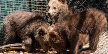 Ο Αρκτούρος δίνει μία δεύτερη ευκαιρία στη φύση σε έξι ορφανά άγρια ζώα