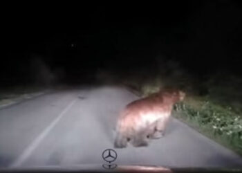 Καστοριά: Απρόσμενη συνάντηση με αρκούδα (βίντεο)