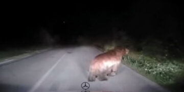 Καστοριά: Απρόσμενη συνάντηση με αρκούδα (βίντεο)