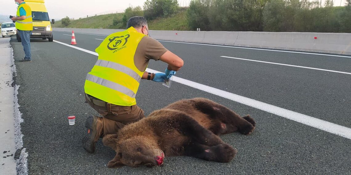 Κοζάνη: Νεκρή αρκούδα μετά από τροχαίο – Καλά στην υγεία του ο οδηγός