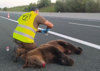 Κοζάνη: Νεκρή αρκούδα μετά από τροχαίο – Καλά στην υγεία του ο οδηγός