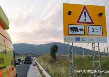 To έργο LIFE SAFE CROSSING θα λάβει επιπλέον μέτρα μετά από τροχαίο με αρκούδα στον κάθετο άξονα Σιάτιστα – Κρυσταλλοπηγή