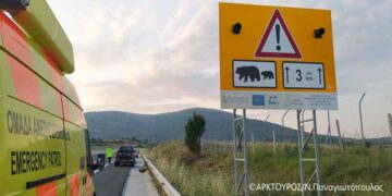 To έργο LIFE SAFE CROSSING θα λάβει επιπλέον μέτρα μετά από τροχαίο με αρκούδα στον κάθετο άξονα Σιάτιστα – Κρυσταλλοπηγή