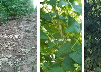 Επιστολή του  Αντιπεριφερειάρχη Δ. Σαββόπουλου για τις Ζημιές στα Φασόλια της Π.Ε. Καστοριάς λόγω καύσωνα-	Προς το ΥΠΑΑΤ και τον ΕΛΓΑ