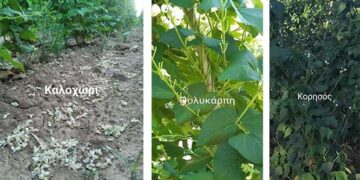 Επιστολή του  Αντιπεριφερειάρχη Δ. Σαββόπουλου για τις Ζημιές στα Φασόλια της Π.Ε. Καστοριάς λόγω καύσωνα-	Προς το ΥΠΑΑΤ και τον ΕΛΓΑ