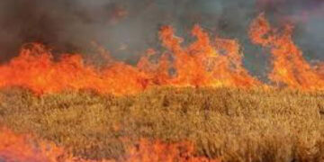 Απαγορεύεται η καύση καλαμιών – Κυρώσεις στους παραβάτες