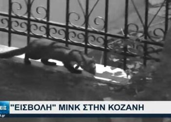 Αγανακτισμένοι οι κάτοικοι από την …επέλαση των μινκ στην Κοζάνη -Δείτε το ρεπορτάζ της ΕΡΤ-VIDEO