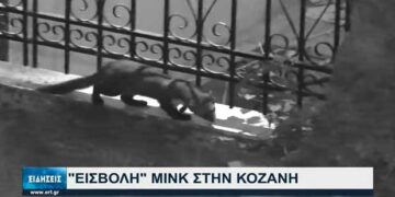 Αγανακτισμένοι οι κάτοικοι από την …επέλαση των μινκ στην Κοζάνη -Δείτε το ρεπορτάζ της ΕΡΤ-VIDEO