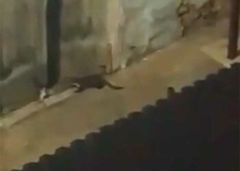 Τα μινκ/πετροκούναβα αναστατώνουν και πάλι τη γειτονιά στους Αγίους Αναργύρους Κοζάνης καθώς και τον Κρόκο (βίντεο)