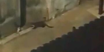 Τα μινκ/πετροκούναβα αναστατώνουν και πάλι τη γειτονιά στους Αγίους Αναργύρους Κοζάνης καθώς και τον Κρόκο (βίντεο)