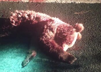 Νεκρό αρκουδάκι, θύμα τροχαίου στην Εγνατία, λίγα μέτρα από τα διόδια της Σιάτιστας