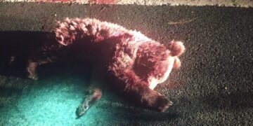 Νεκρό αρκουδάκι, θύμα τροχαίου στην Εγνατία, λίγα μέτρα από τα διόδια της Σιάτιστας