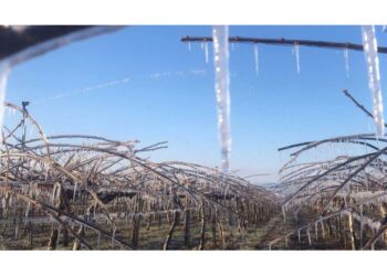 Αντιδράσεις παραγωγών για την τροπολογία των αποζημιώσεων της παγωνιάς- Κάλυψη στο 100% της ασφαλιζόμενης αξίας, αλλά όχι της πραγματικής ζημιάς