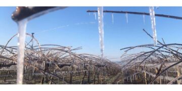 Αντιδράσεις παραγωγών για την τροπολογία των αποζημιώσεων της παγωνιάς- Κάλυψη στο 100% της ασφαλιζόμενης αξίας, αλλά όχι της πραγματικής ζημιάς