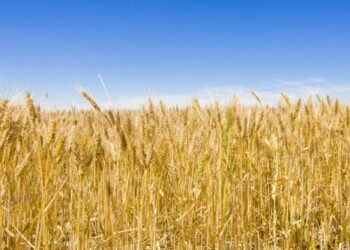 Στη Bουλή τα προβλήματα των σιτοπαραγωγών στις ΠΕ Κοζάνης και Γρεβενών –	Ερώτηση του ΚΚΕ