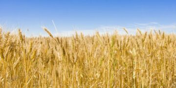 Στη Bουλή τα προβλήματα των σιτοπαραγωγών στις ΠΕ Κοζάνης και Γρεβενών –	Ερώτηση του ΚΚΕ