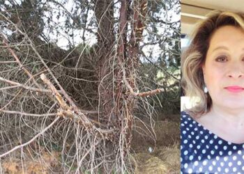 Αθηνά Τερζοπούλου: «Άσχημη έως καταστροφική εικόνα παρουσιάζει η δενδροστοιχία στο δρόμο προς και από το Μποδοσάκειο»