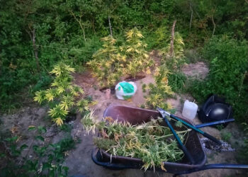 Εντοπίστηκε φυτεία 29 δενδρυλλίων κάνναβης σε αγροτική περιοχή των Γρεβενών- Τρεις συλλήψεις – Εντοπίστηκαν και ναρκωτικά σε οικία