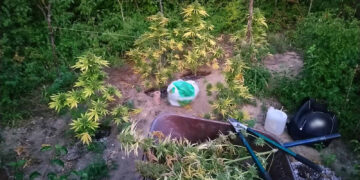 Εντοπίστηκε φυτεία 29 δενδρυλλίων κάνναβης σε αγροτική περιοχή των Γρεβενών- Τρεις συλλήψεις – Εντοπίστηκαν και ναρκωτικά σε οικία