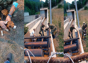 Δήμος Φλώρινας: Απεγκλωβισμός δύο σκυλιών στο φράγμα Τριανταφυλλιάς